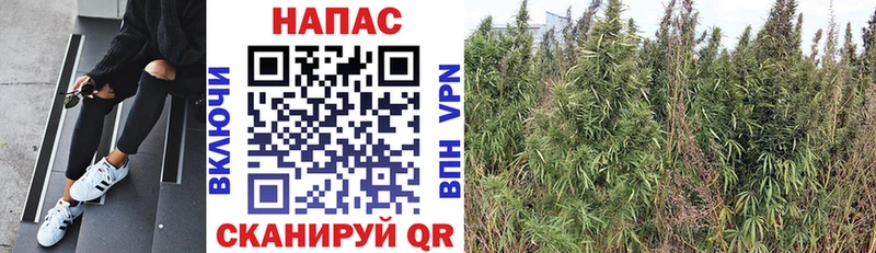 Купить где  Ветлуга  Канабис Bruce Banner 